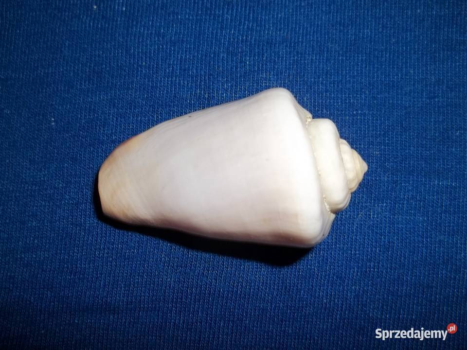 Muszla morskaConus Stożekmuszelki Łódź