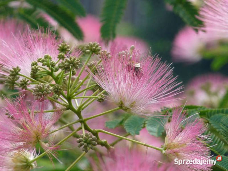 ALBICJA Albizia julibrissin NASIONA 230 sztuk Lubanie