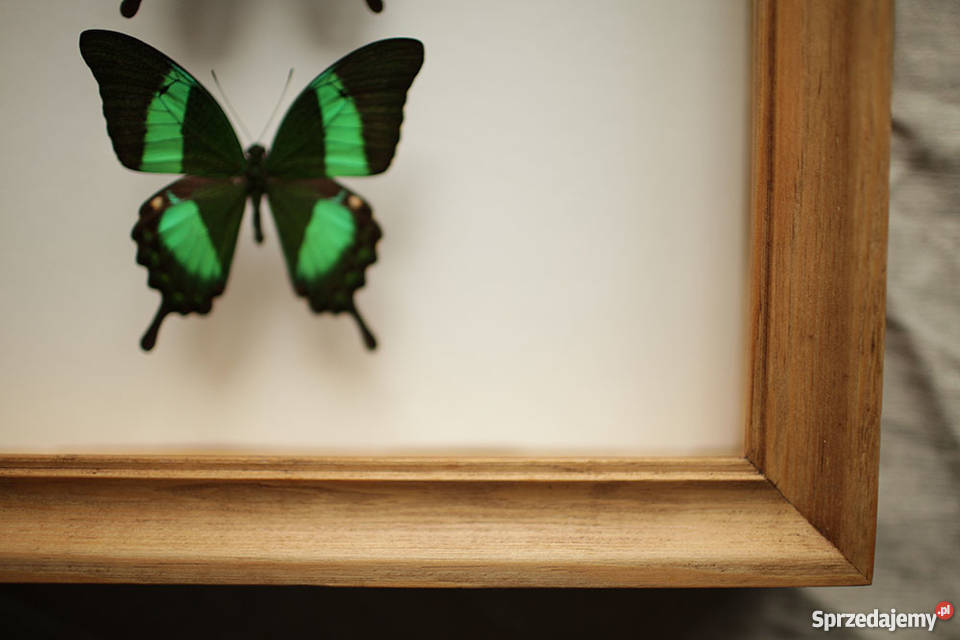 Promocja Prawdziwe motyle w gablocie kolekcja wielokolorowy Wrocław