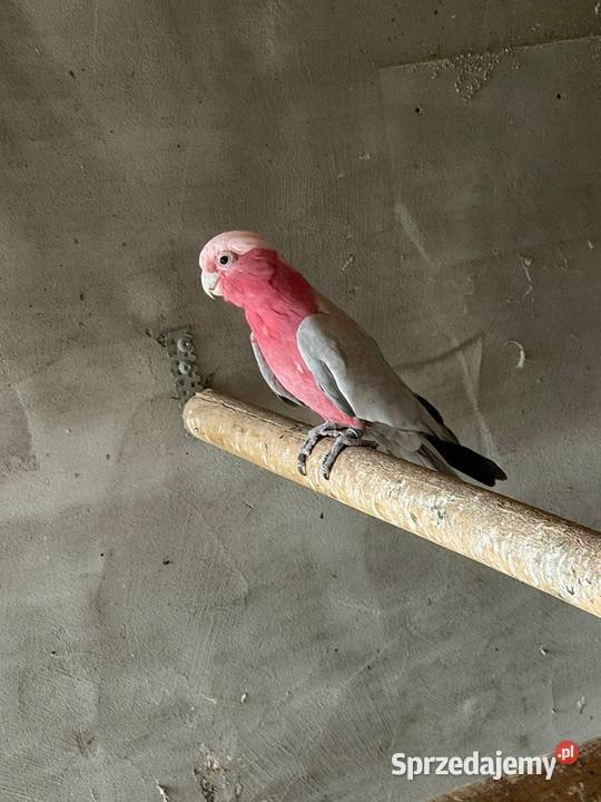 Papuga kakadu różowa Świebodzin sprzedam