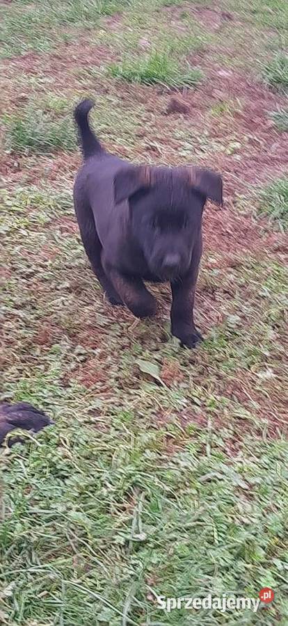 Owczarek Belgijski Malinois FCI Wrocław