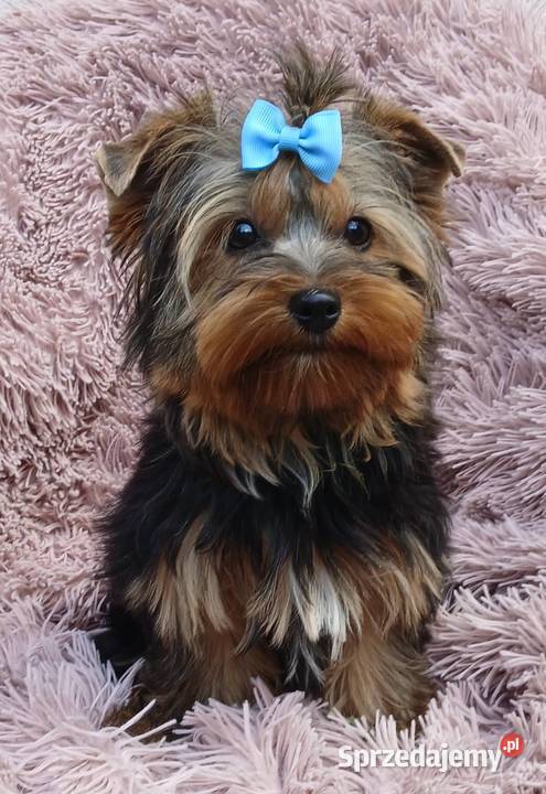 samiec york Yorkshire terier samczyk złoto