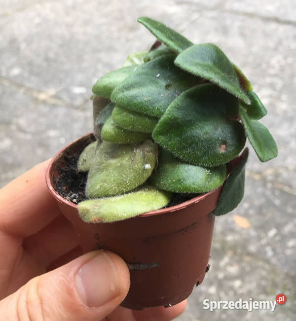 Fiołek Saintpaulia Dangerous 7 miniatura małopolskie Kraków