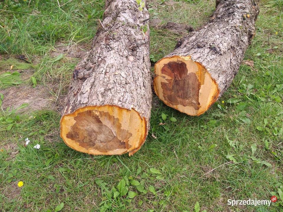 jabłoń bale deska Dom i Ogród łódzkie Sławno