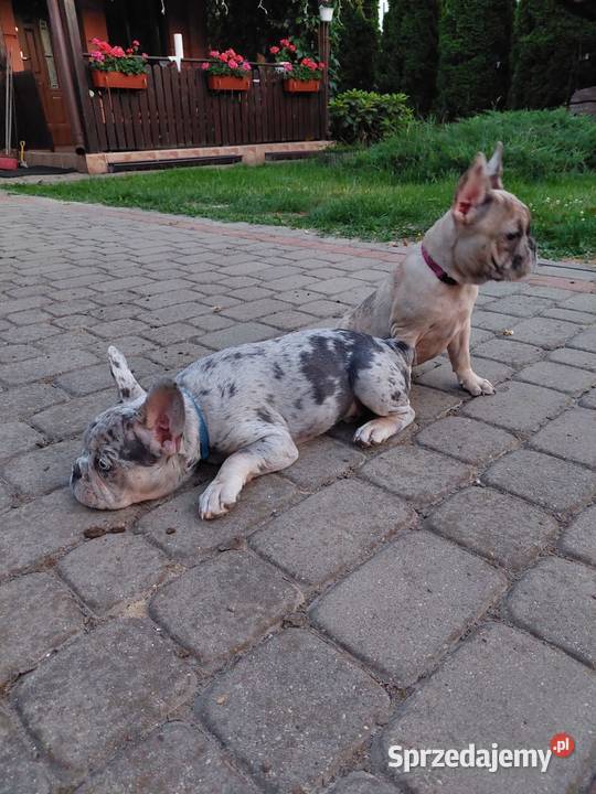 Buldog francuski szczeniaki Mogielnica