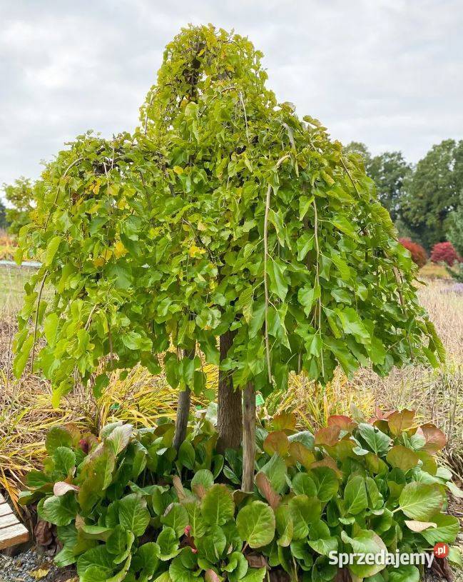 Morwa biała Pendula szczepiona 180 200 parasol Sompolno
