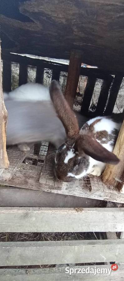 Sprzedam króliki mięsna odchowano Pozostałe zachodniopomorskie Goleniów sprzedam