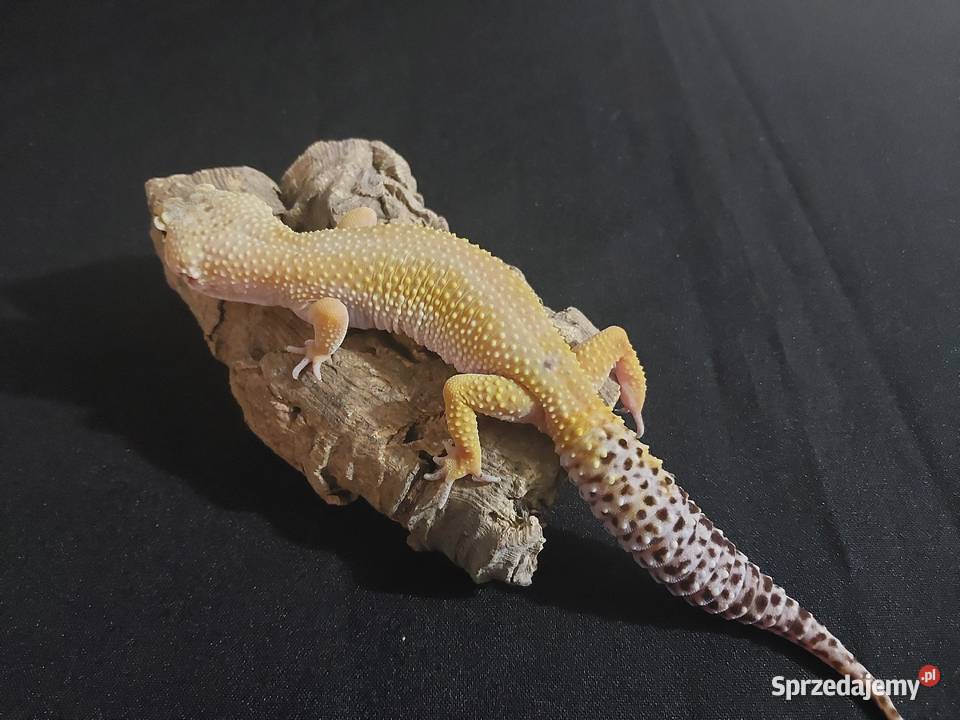 Gekon lamparci gekony lamparcie samice pomorskie Reda