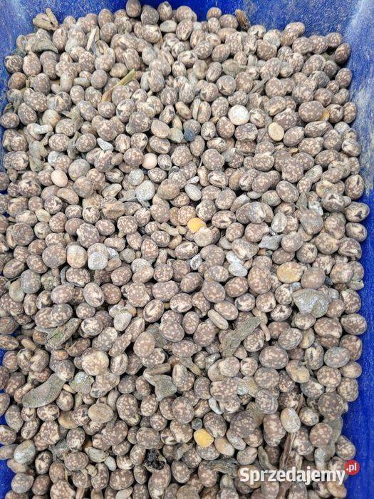 Sprzedam zboże owies łubin