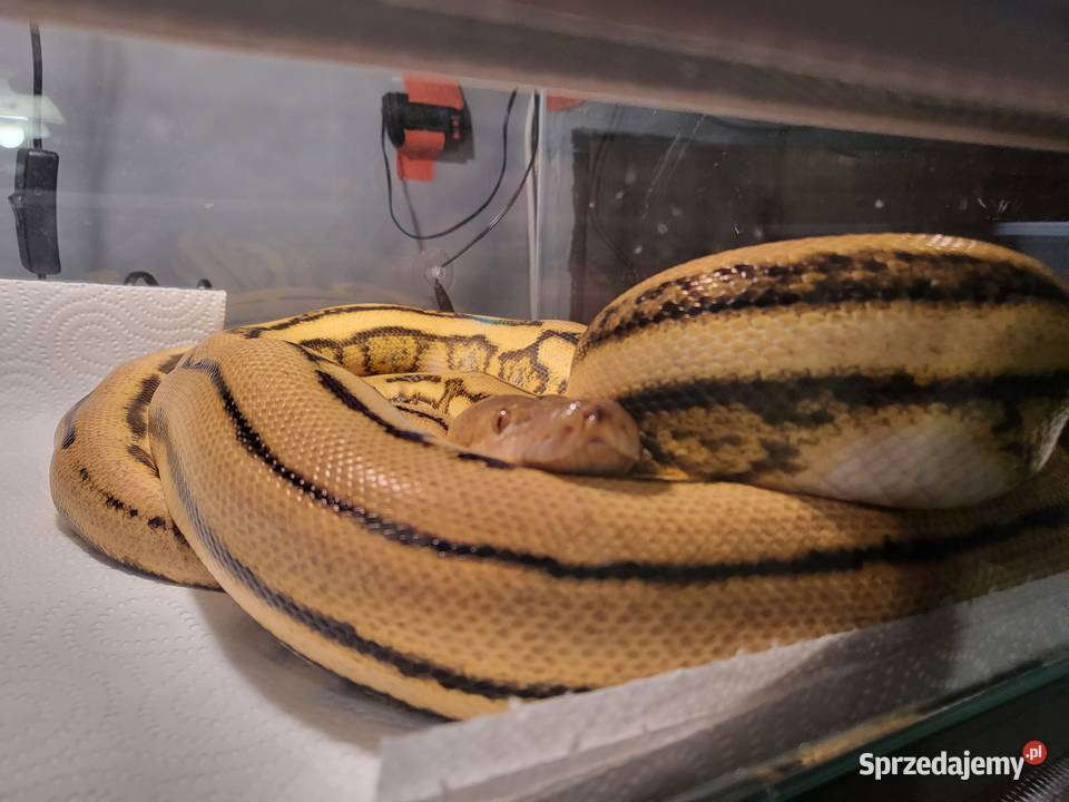 Pyton Siatkowy Samica Chybie sprzedam