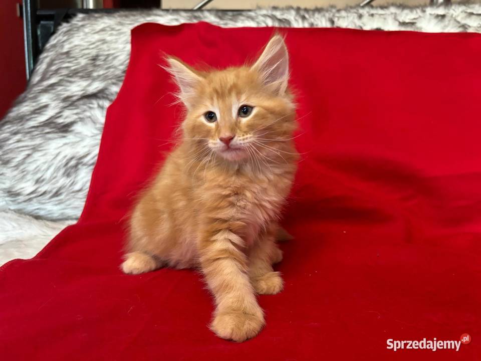 Kociaki Norweskie Leśne Norweski