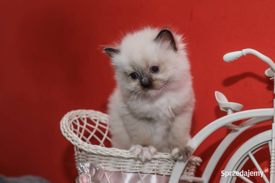 Ragdoll kocięta o umaszczeniu seal mitted Piorunówek