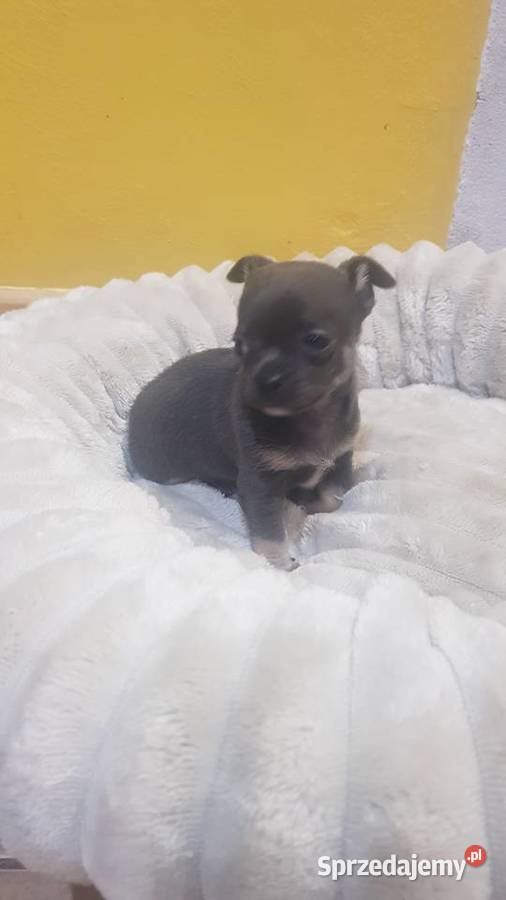 Śliczny piesek chihuahua Warszawy