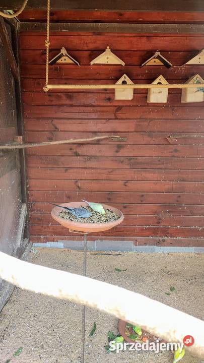 Papugi faliste śląskie Lubliniec