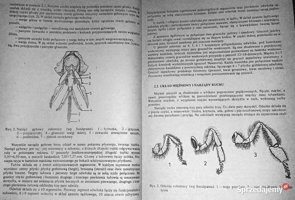 Choroby pszczół Zdzisław Gliński Jerzy Rzedzicki Książki i Podręczniki Chełm