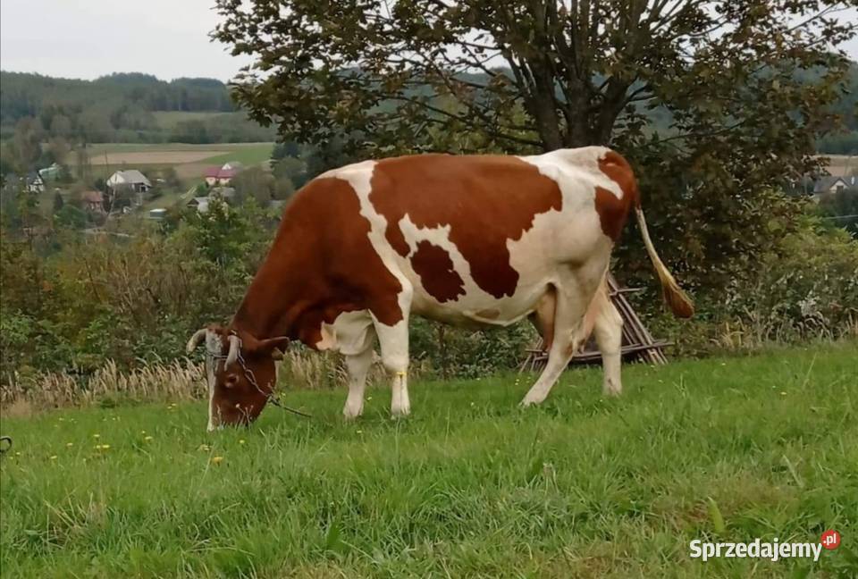 Sprzedam krowe Izdebki