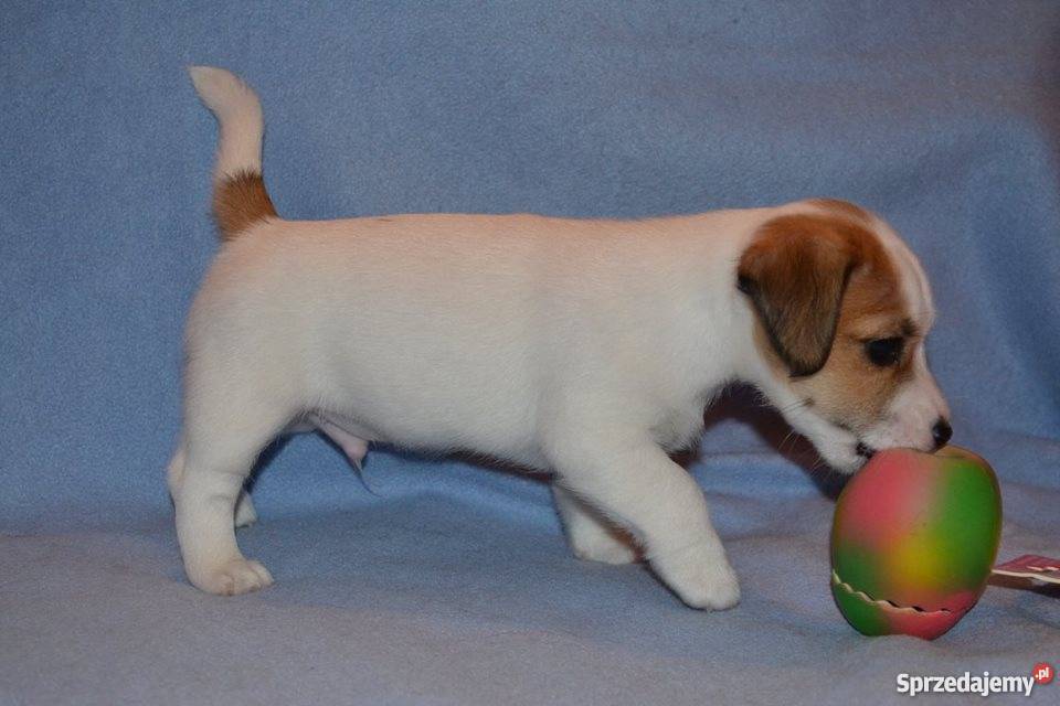 JACK RUSSELL TERRIER ZKwP FCI Lublin