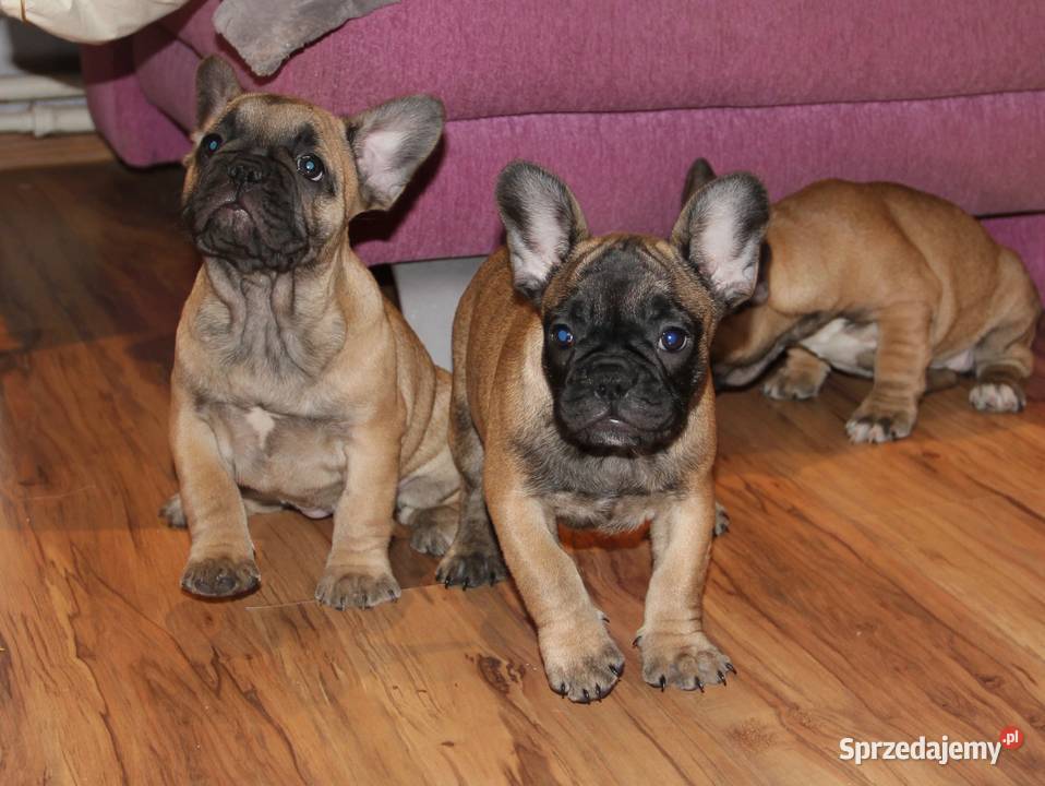 Buldog Francuski szczeniaki Kędzierzyn-Koźle