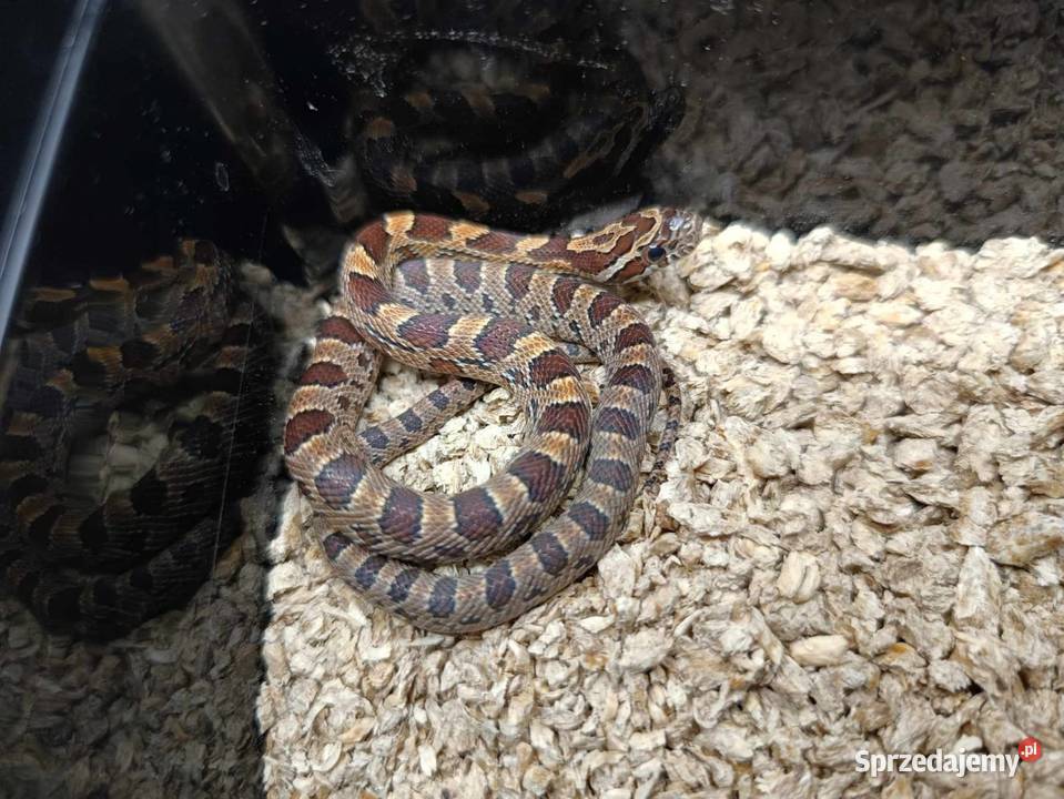Wąż zbożowy różne odmiany genetyczne Zwierzęta Jawor