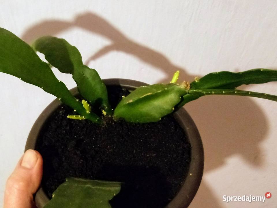 Epifilium Epiphyllum Ackermanii Sukulenty Skierniewice