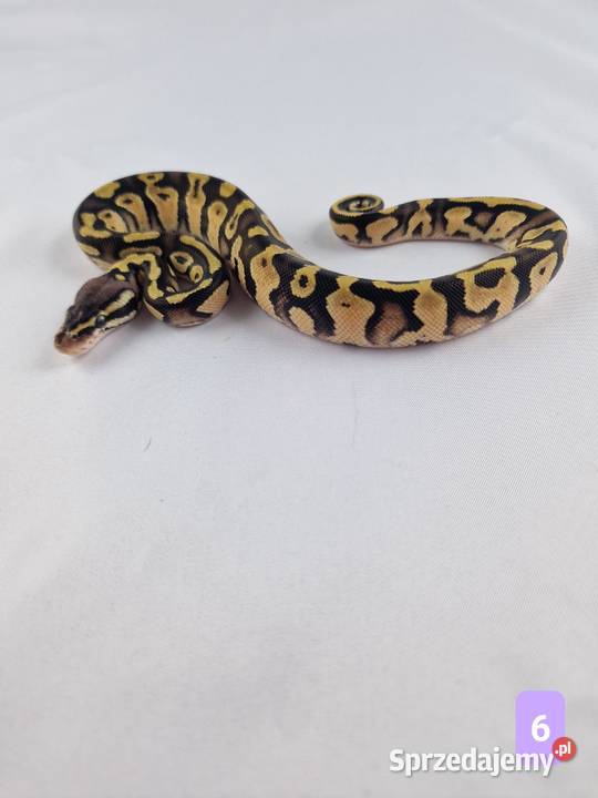 Pyton królewski python regius samiec Wrocław