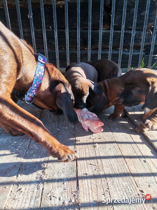 Posokowiec bawarski szczenięta