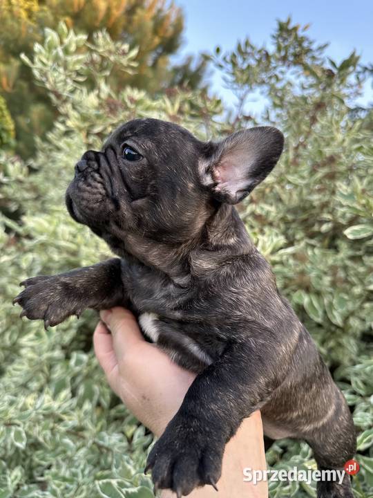 Buldog francuski wielkopolskie Konin