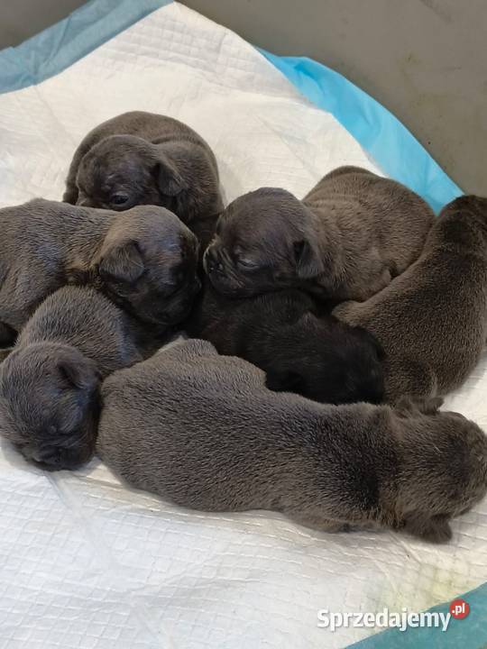 Buldog francuski piesek Buldog Gdańsk