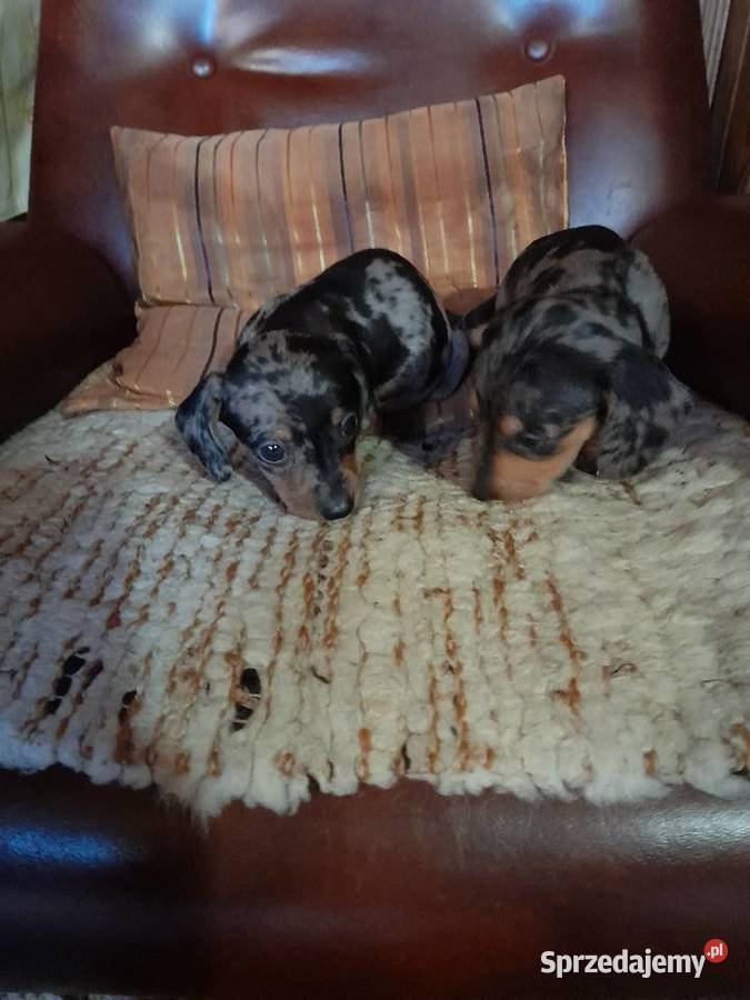 Jamnik krótkowłosy merle Augustów