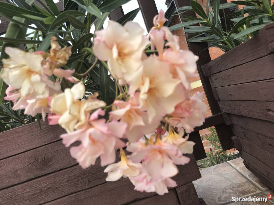 Sadzonki oleander Brzeźnica