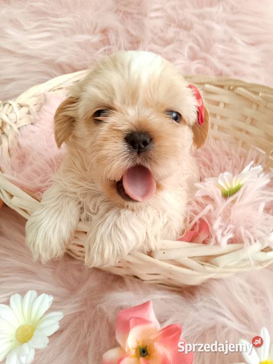 Jasna suczka rasy ShihTzu Ostrzeszów