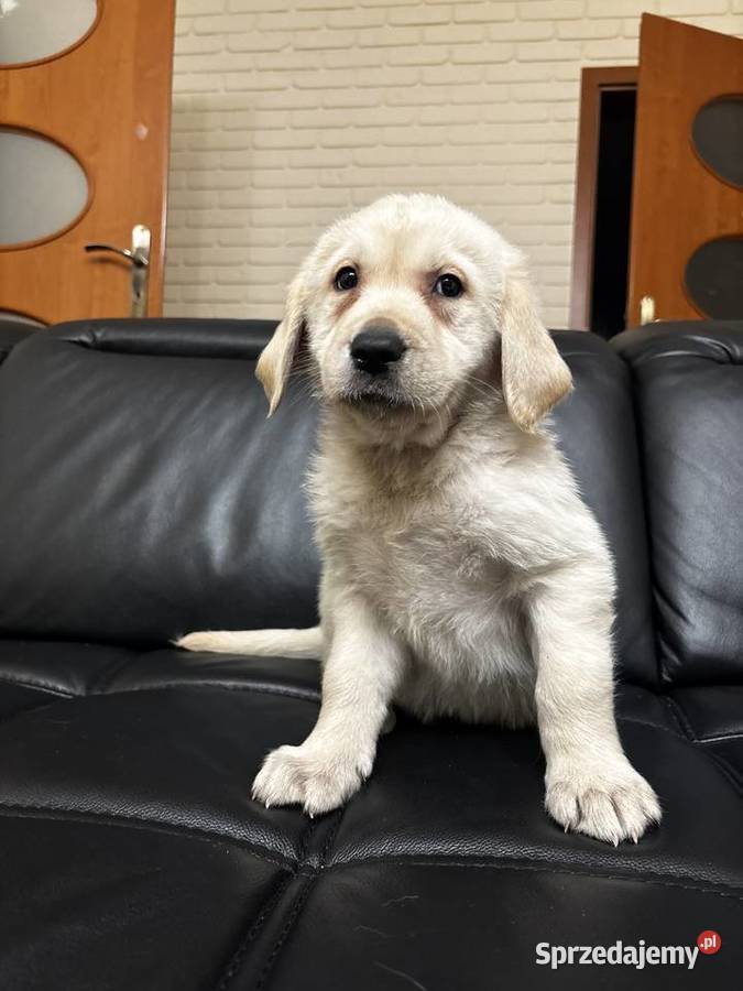 Labrador retriever Olszówka