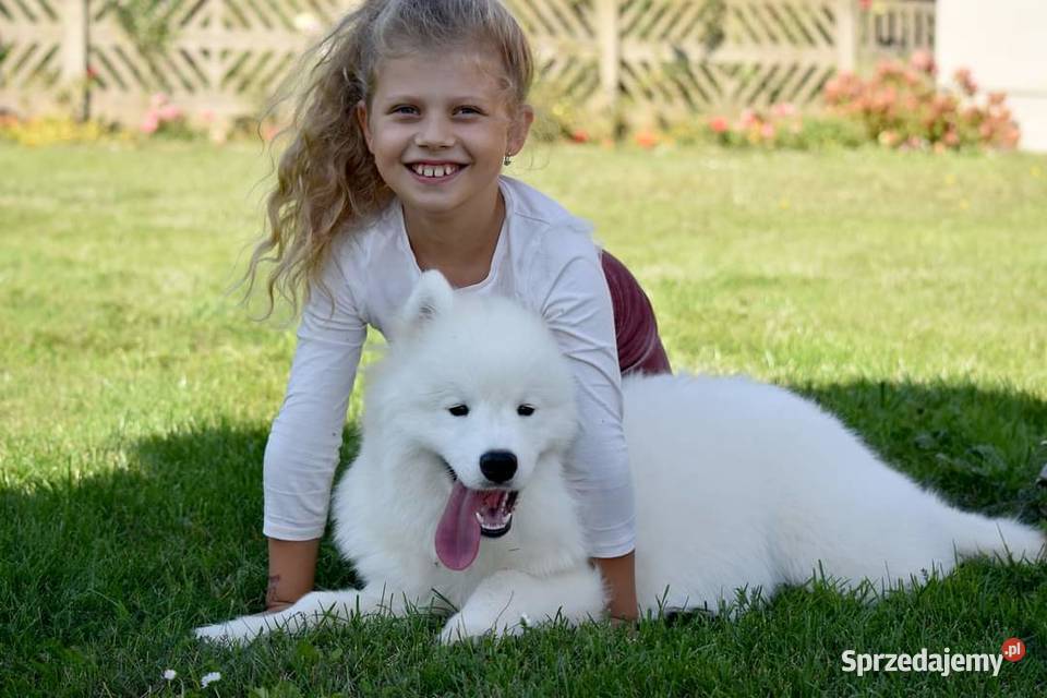 Samoyed szczeniak samiec do odbioru Sesto Senso Zduńska Wola