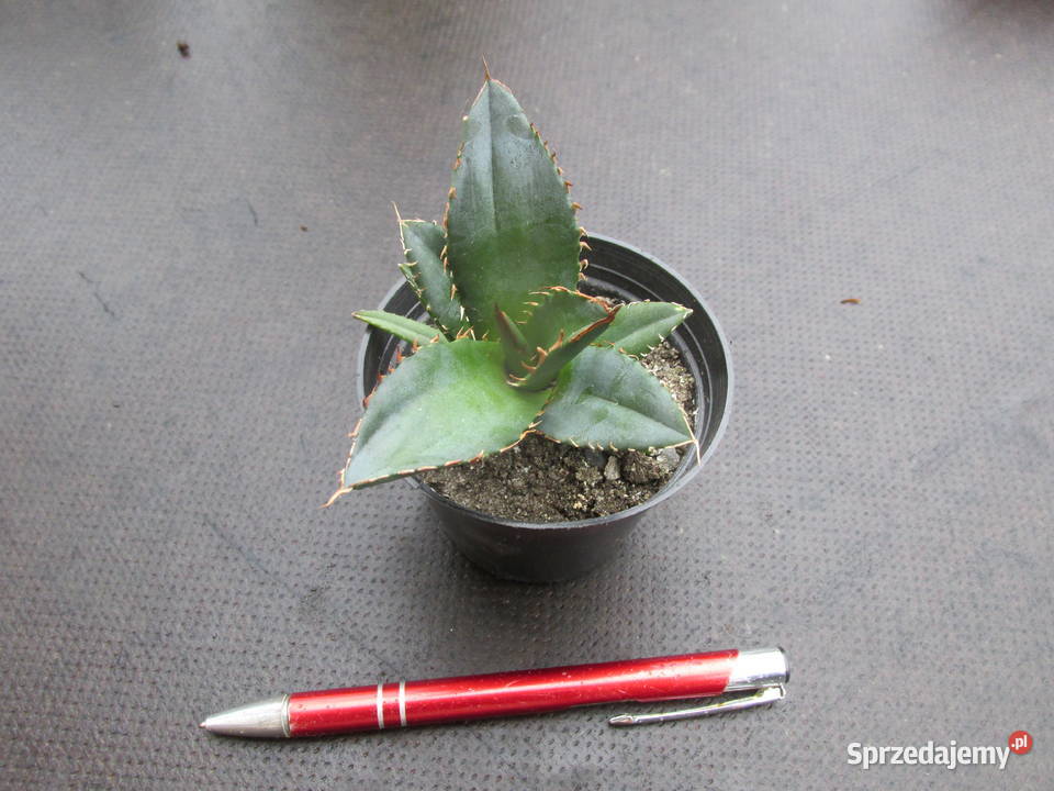 Niewielka agawa Agave titanota Oteroi FO076 Kraków