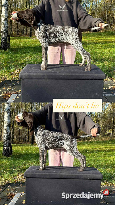 Wyżeł niemiecki krótkowłosy Łódź