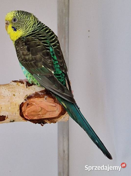 papużka falista blackwing czarnoskrzydła papugi Gliwice sprzedam