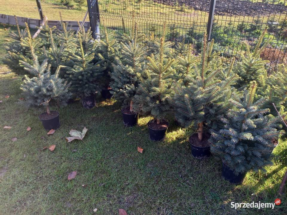 Choinki świerk jodła hurt detal