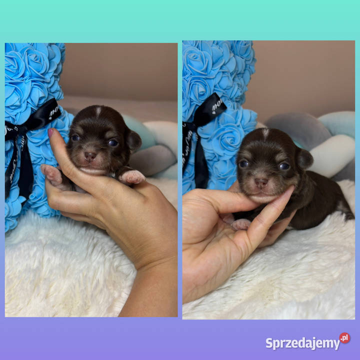 Chihuahua mini piesek czekoladowy długowłosy Zwierzęta łódzkie Bełchatów