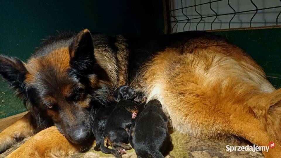 Owczarek Niemiecki Długowłosy szczenięta FCI Poniec sprzedam