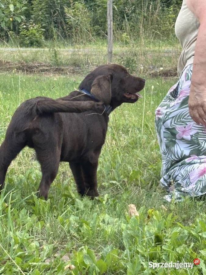 Labrador czekoladowy szczenię łódzkie Bogumiłowice