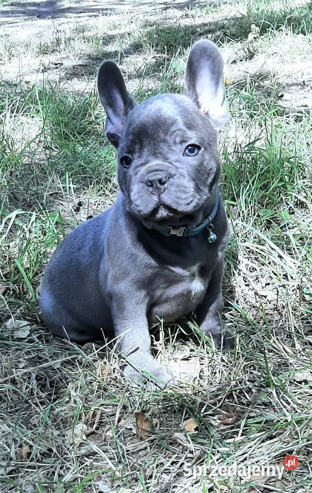Buldog francuski blue piesek łódzkie Pabianice