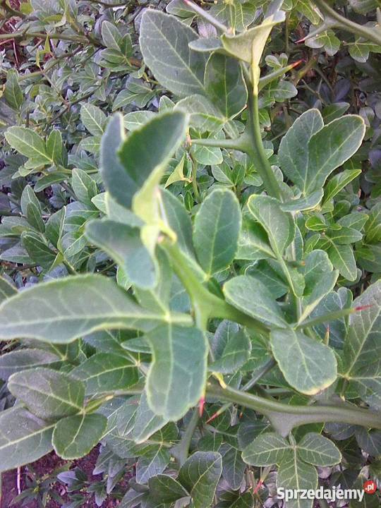 Pomarańcza trójlistkowa Poncirus sadzonka P9 Rośliny Gostyń sprzedam