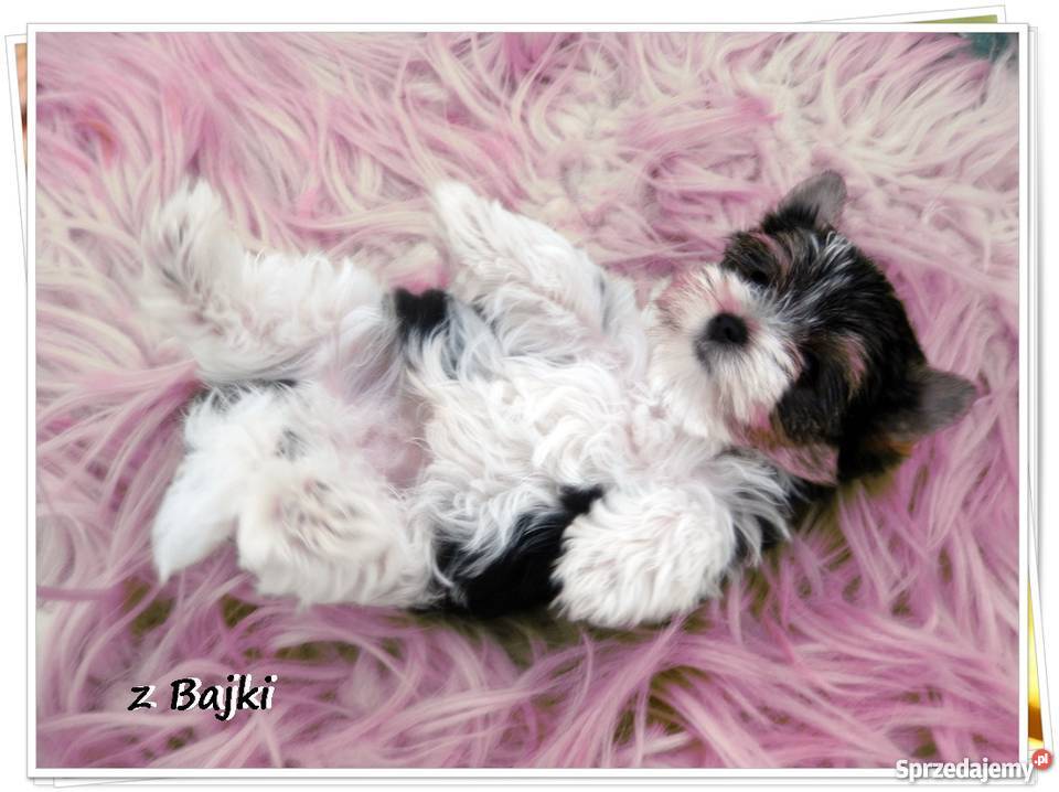 York Urwis rodowodowy Kolorowy Unikatowy Biewer Namysłów