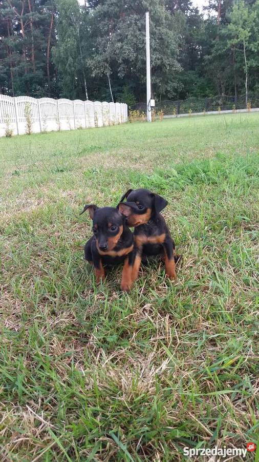 Pinczer miniaturowy Przecław