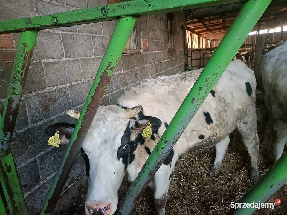 Jałówka wysoko cielna Bydło Wola Miłkowska sprzedam