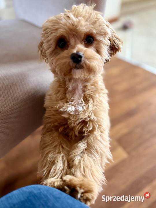 Piękny Uroczy Maltipoo reproduktor idealny Borówiec