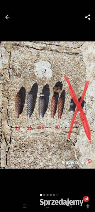 Wagi do zegara Połczyn-Zdrój