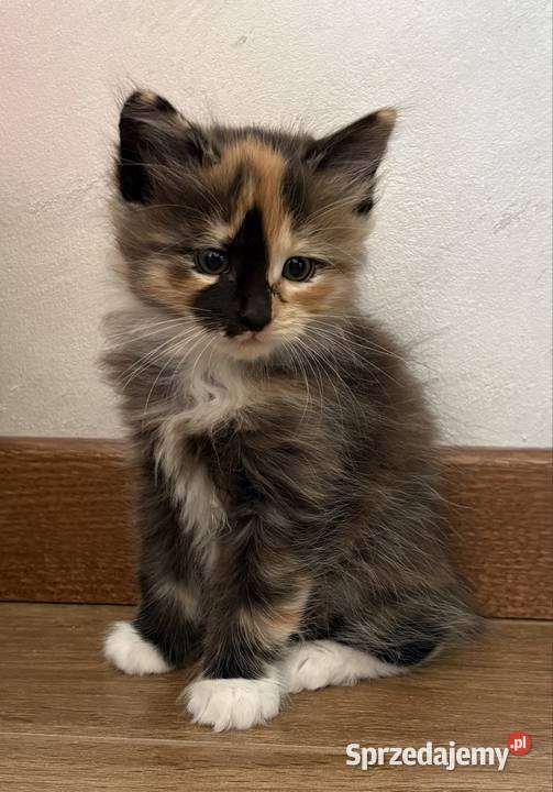 Miniaturowy domowy ryś Kurylski Bobtail z Józefosław sprzedam