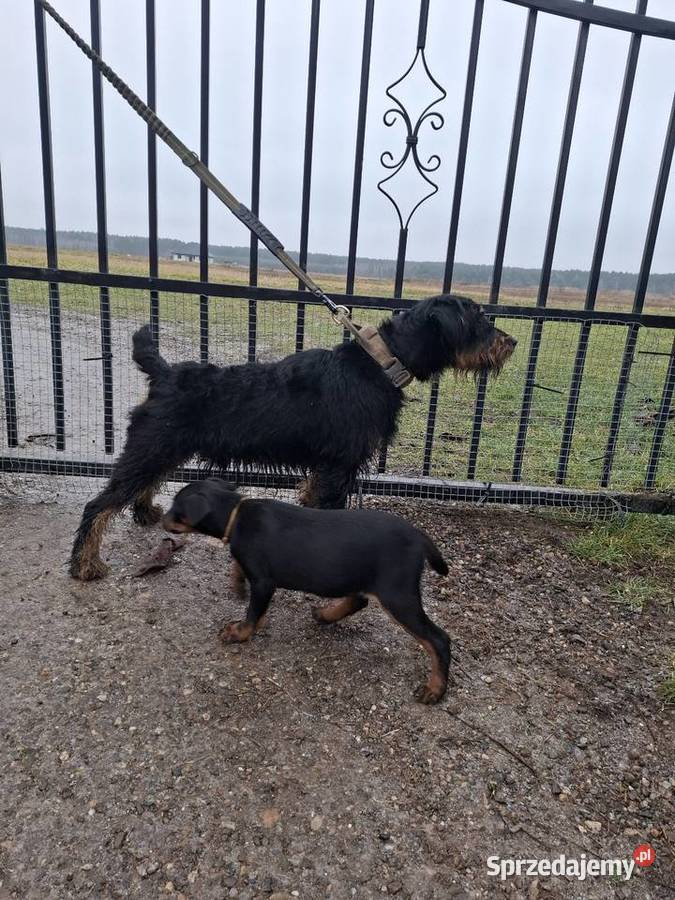 Terier Niemiecki Suczka Annopol