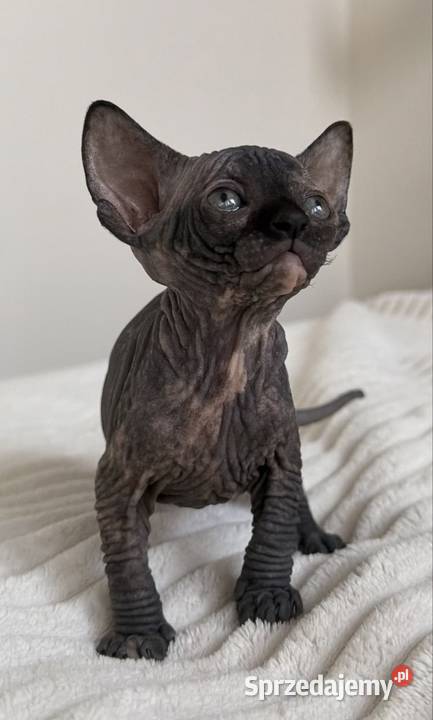 Koteczka sfinks rodowód WCF